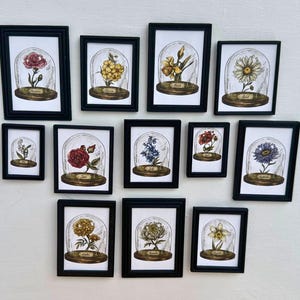 May include: A set of framed botanical art prints, each depicting a different flower under a glass cloche. The black frames surround the illustrations, which have wooden bases and nameplates.