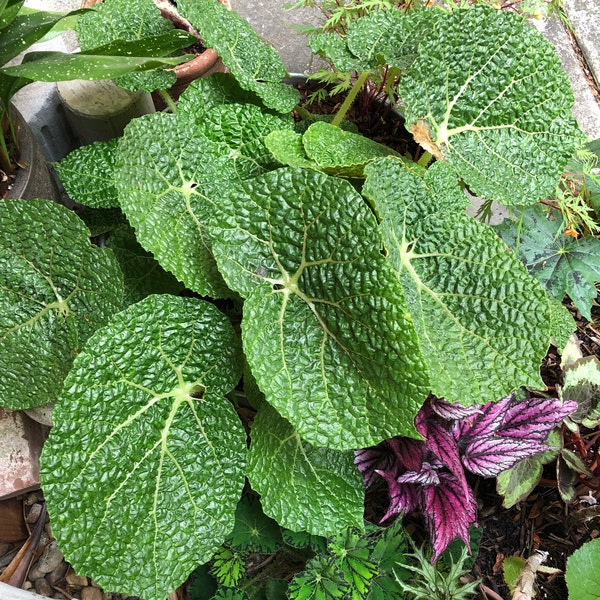 Begonia gehrtii seeds / 50+ seeds per order