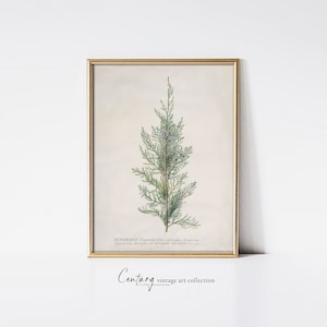 Vintage Christmas Printable Wall Art | Sprig of Juniper | 18th Century Drawing | Winter Christmas Holiday Digital Printable Art Download