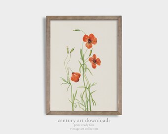 Vintage Printable Art Download | Botanical Watercolor of Orange Flowers | 19th Century Chalk Drawing | Digital Printable Download Wall Art