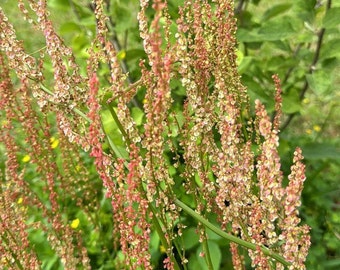 Heartwing Sorrel (Rumex Hastatulus) wildflower Seeds Native to Florida, Fresh Grown in Florida, 100+ seeds