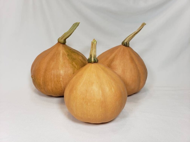 Seminole Pumpkin Seeds, 10 Seeds, Freshly Harvested From 2023, Organically Grown in Florida