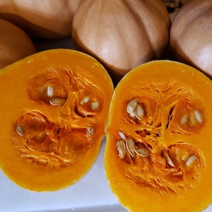 Seminole Pumpkin Seeds, 10+ seeds, freshly harvested Organically Grown in Florida, delicious in pies, etc
