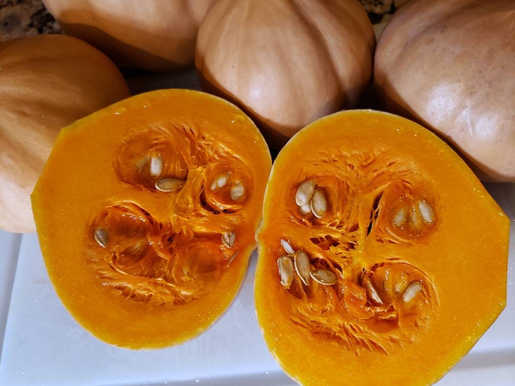 Seminole Pumpkin Seeds, 10+ seeds, freshly harvested Organically Grown in Florida, delicious in pies, etc