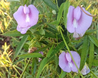 Spurred Butterfly Pea, Florida Native Vining Perennial Wild Flower
