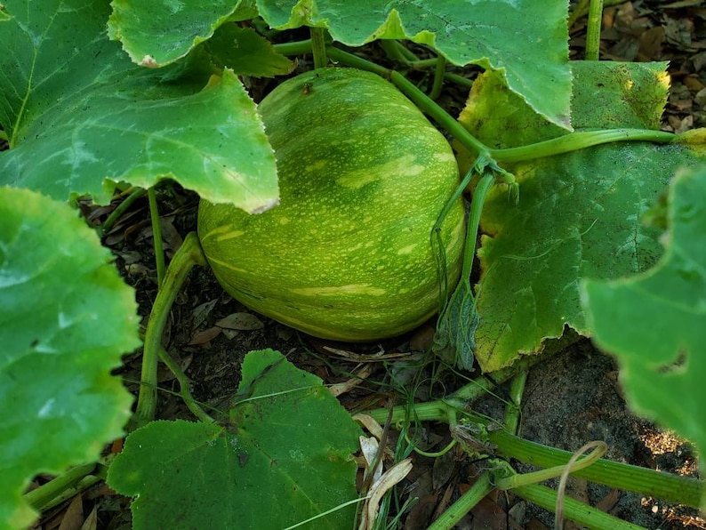 Seminole Pumpkin Seeds, 10 Seeds, Freshly Harvested From 2023, Organically Grown in Florida