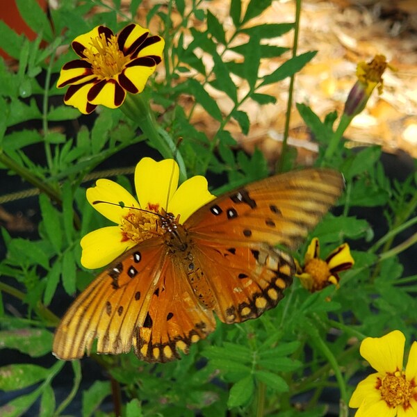 Jester Marigold Seeds, Good for Container gardening and cottage style gardens, beautiful lanky stems, 100+