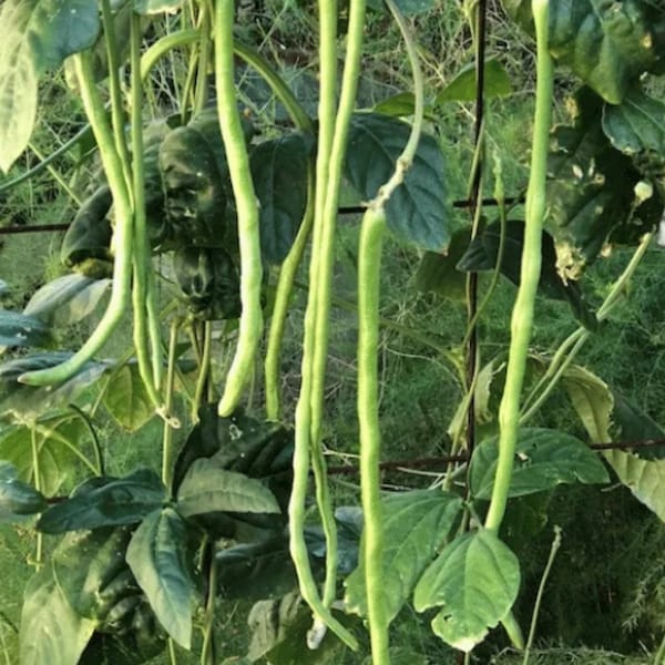 Liana Long Asparagus Beans Seeds easy to grow, heavy producers, heat, drought and disease tolerant, edible leaves, stems, and pods, 25 qty