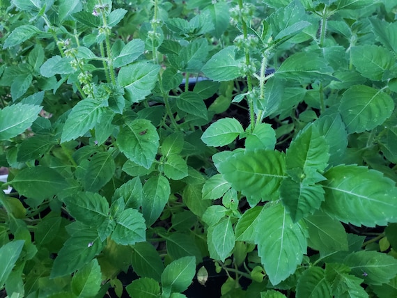 Holy Basil, Organically Grown in Florida, 2025 Harvest, Beautiful,  Fragrant, Heat Tolerant, 50+ Seeds - Etsy