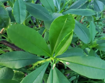 Surinam Spinach Seeds, 50 seeds, Florida Waterleaf Talinum Triangular Freshly Grown Seed in Florida