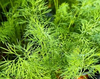 Mammoth Dill (Long Island), Fresh Seed Grown in Florida, 100+ seeds