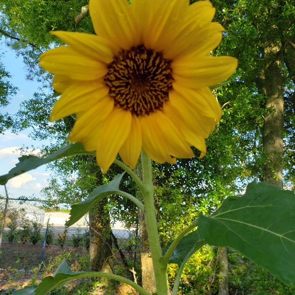 Dwarf Sunspot Sunflower Seeds, Container, Small Spaces, Short Sunflower, 10 Seeds