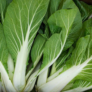 Bok Choy Seeds, Fresh Seed Grown in Florida, 100+ seeds