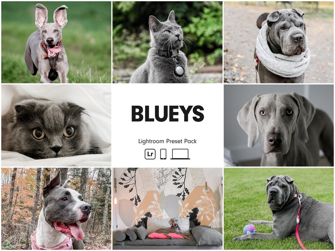 10 BLUEYS Lightroom Presets Blue Dog Presets Best Pet Presets Bright