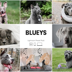 10 BLUEYS Lightroom Presets | Blue Dog Presets | Best Pet Presets | Bright Clean Instagram Presets | Pet Photo Editing | Grey Dogs Presets