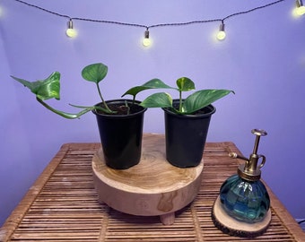 Pothos bundel!!! - 2 Golden Pothos-planten!