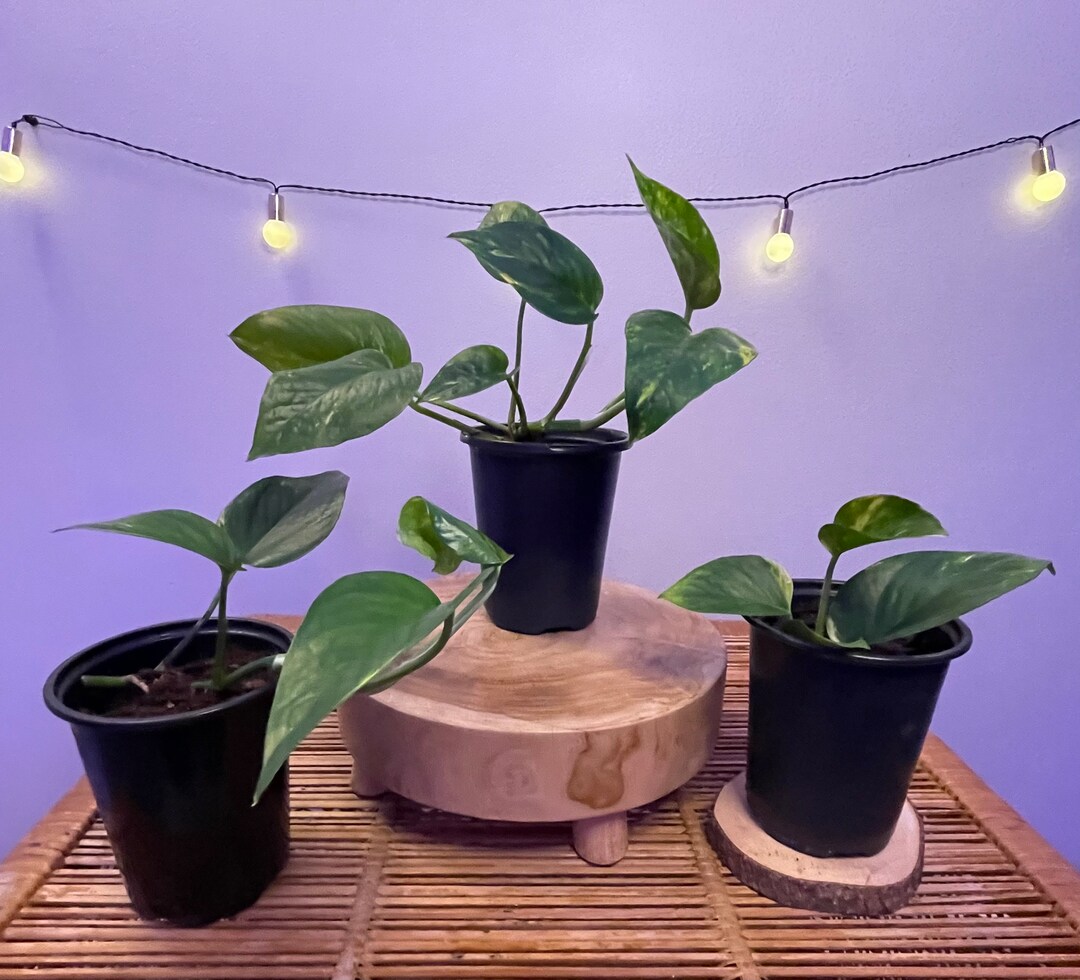 Pothos Bundle!!! - 3 Golden Pothos Plants! - Etsy Canada