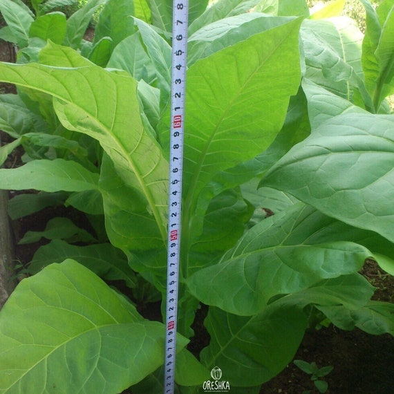 Habano 2000 Tobacco - Nicotiana seeds (1000 per packet