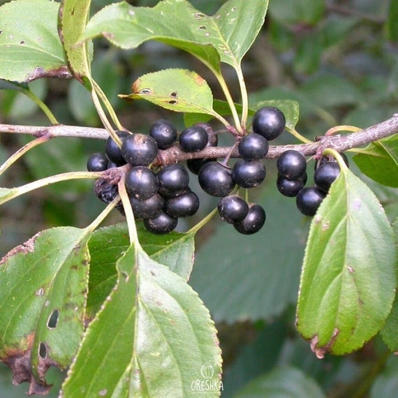 Image of Common buckthorn seed pods