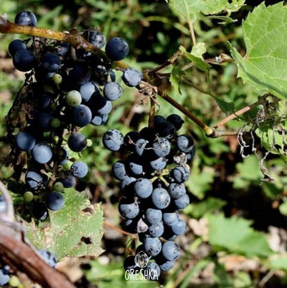 Wild Grape Seeds