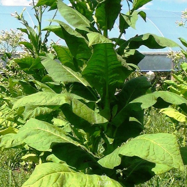 Tobacco Seeds Etsy Australia