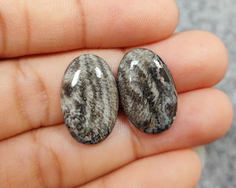Par de piedras preciosas de coral fósil natural, par de cabujones de coral fósil a juego, cristal de coral fósil para aretes y fabricación de joyas.