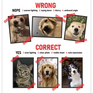 May include: A visual guide comparing good and bad pet photography. The top row shows examples of photos that are considered "wrong" with captions like "uneven lighting", "laying down", "blurry", and "awkward angle". The bottom row shows examples of photos that are considered "correct" with captions like "even lighting", "clear photo", "visible chest", and "cute expression".