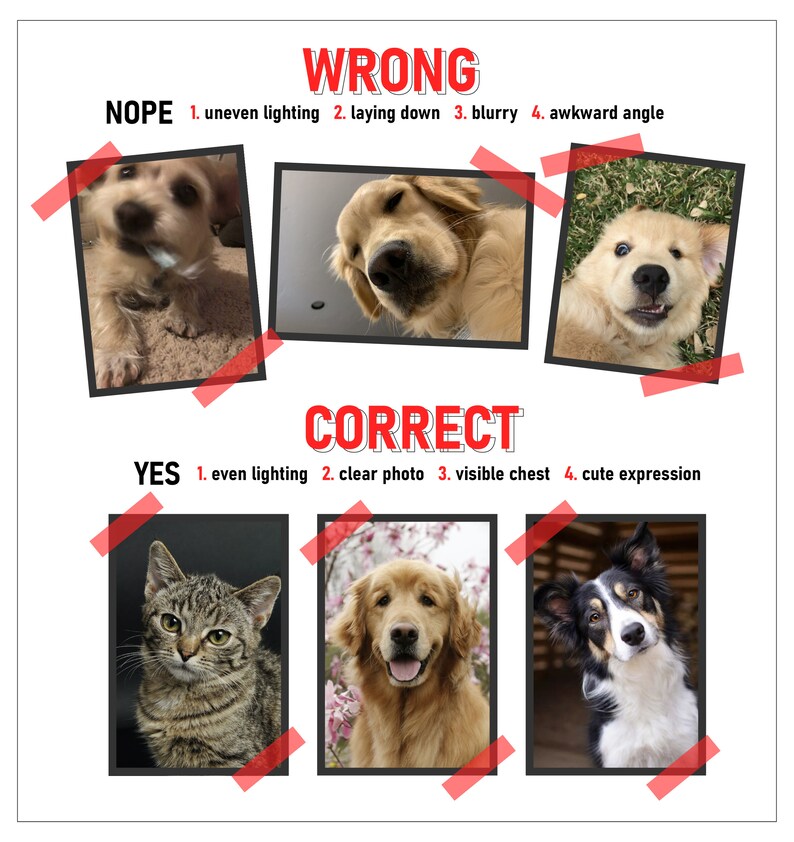 May include: A visual guide comparing good and bad pet photography. The top row shows examples of photos that are considered "wrong" with captions like "uneven lighting", "laying down", "blurry", and "awkward angle". The bottom row shows examples of photos that are considered "correct" with captions like "even lighting", "clear photo", "visible chest", and "cute expression".