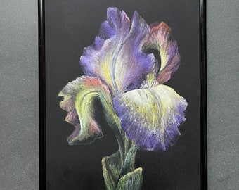 Original Soft Pastel Drawing Flower Iris