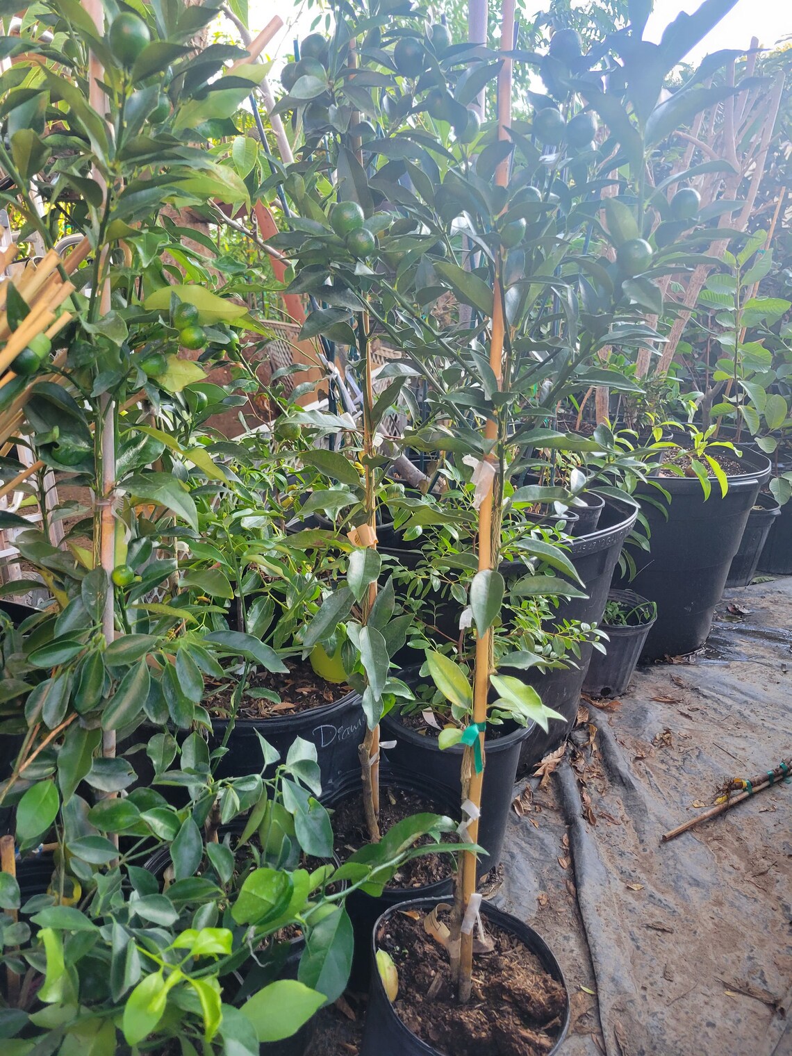 Free Shipping Meiwa Sweet Kumquat Tree With Fruits Ship in Etsy