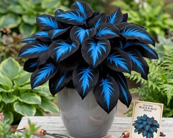 200+ Blue Midnight Hosta Seeds Shade Perennial Non GMO Heirloom