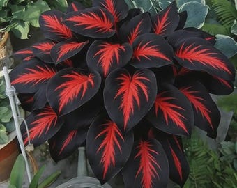 300+ Mix Hosta Seeds | Rare Perennial Heirloom Flowers | Non-GMO Shade Garden Plants