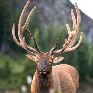 Der Nomaden Stier