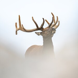Elk Ghost