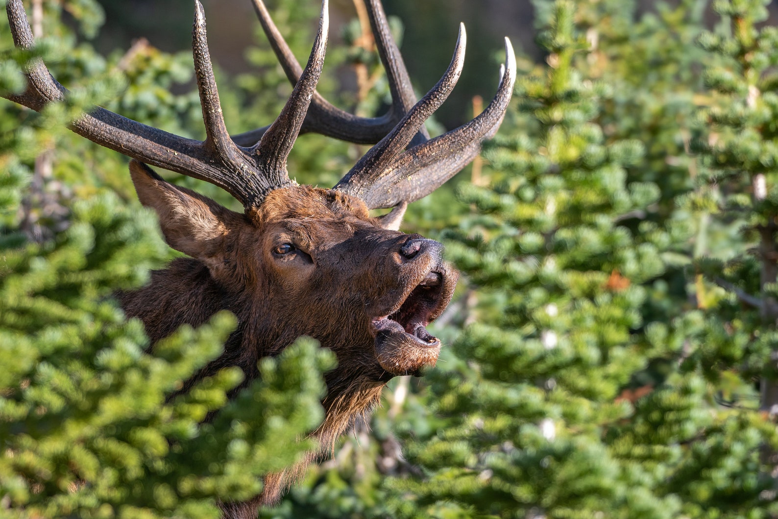 Bugle Face - Etsy