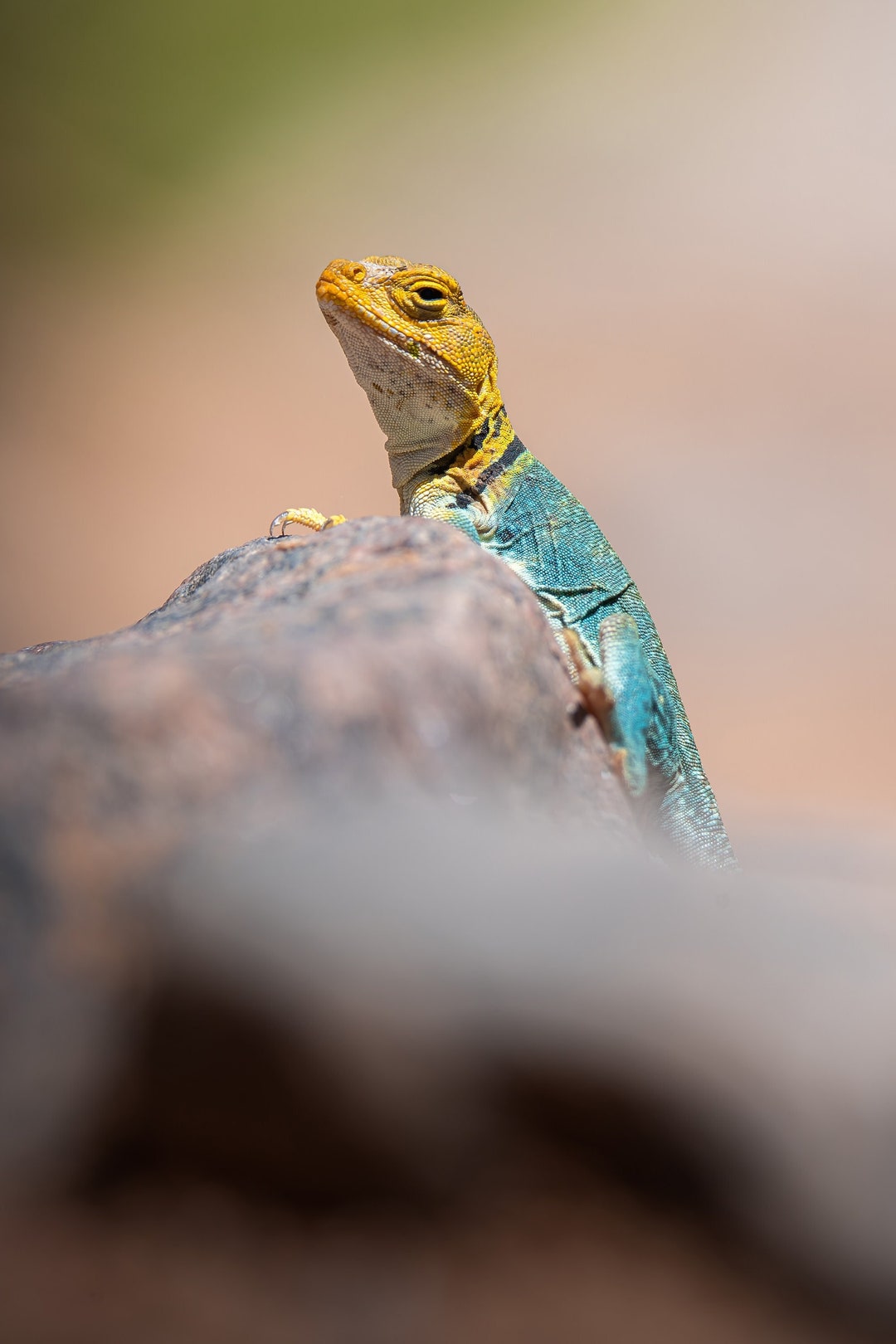 Collared Lizard - Etsy
