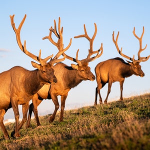 3 Elk