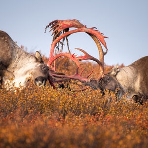 Caribou Battle