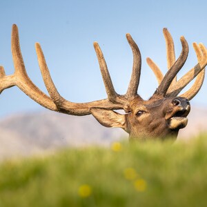 Alpine Elk Call