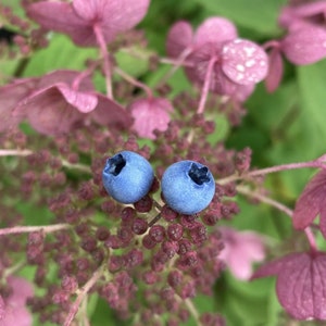 Blueberry stud earrings, realistic berry earrings