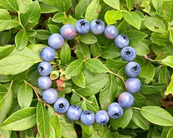 Blueberry bracelet