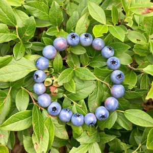 Blueberry bracelet image 1