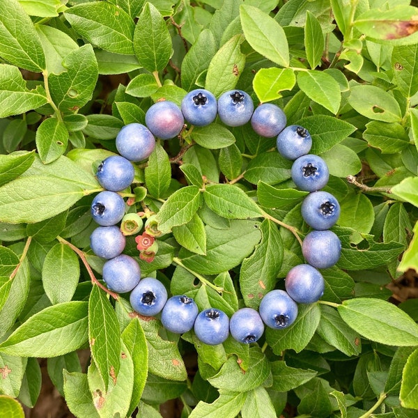 Blueberry bracelet