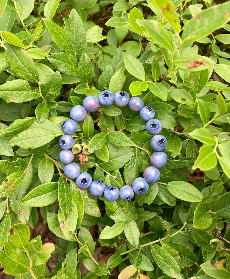 Blueberry bracelet image 1
