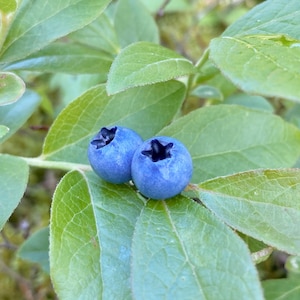 Blueberry stud earrings