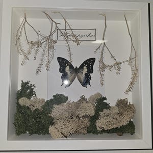 Polyura phyrrus - Butterflies prepared - Real specimen, unique natural specimen - white framed - Insect aesthetics