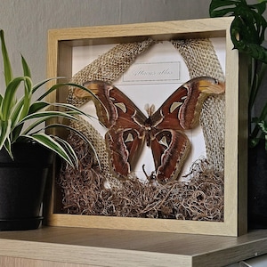 Attacus atlas - Butterflies prepared - Real specimen, unique natural specimen - Oak framed - Insect aesthetics