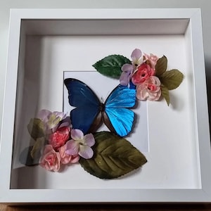 Morpho menelaus - Butterflies prepared - Real specimen nature unique - white framed - Insect aesthetics