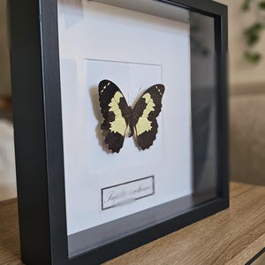 Papilio euchenor - Butterflies prepared - Real specimen nature unique - black framed - Insect aesthetics