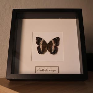 Euthalia durga - Butterflies prepared - Real specimen nature unique - black framed - Insect aesthetics